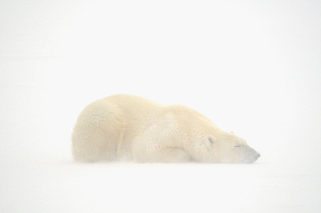 Kanada, Manitoba, Churchill. Eisbär, der auf Schnee im Nebel schläft.
