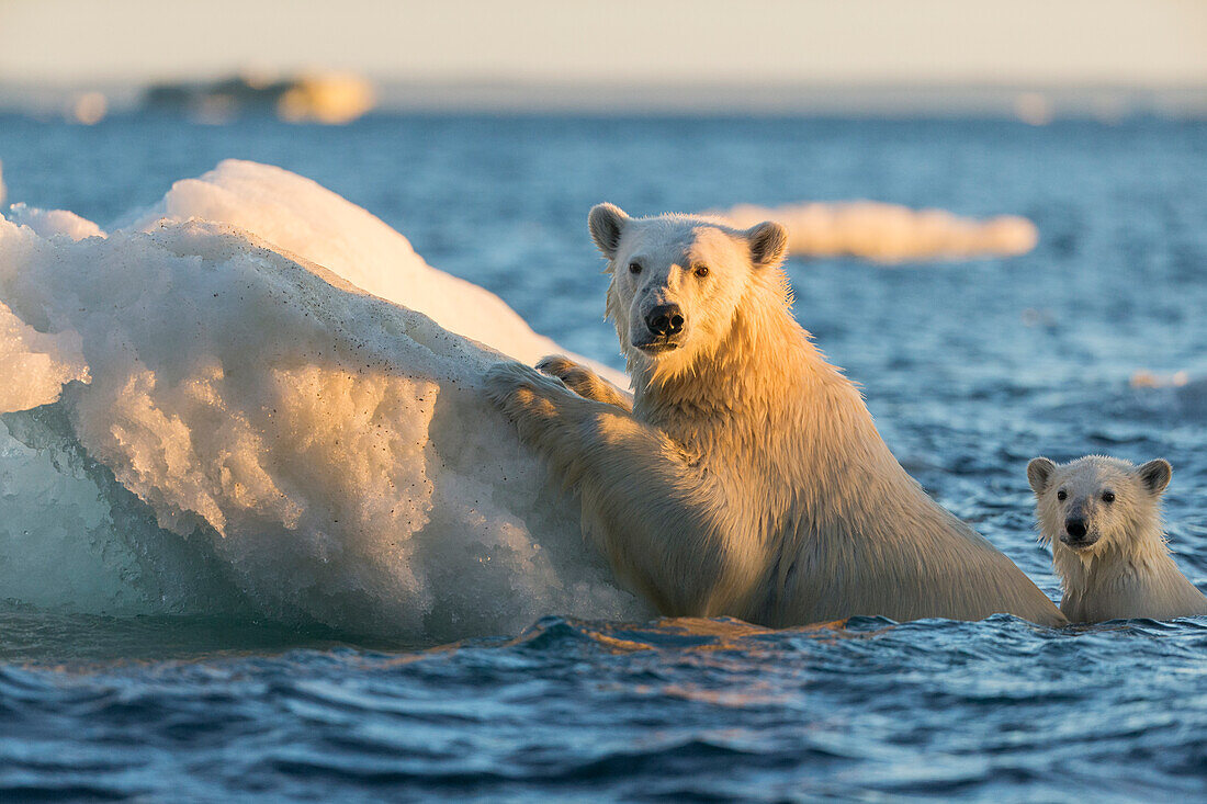 Kanada, Territorium Nunavut, Repulse Bay, Eisbär und junges Jungtier (Ursus Maritimus) klammern sich bei Sonnenuntergang in der Nähe von Harbour Islands an schmelzendes Meereis