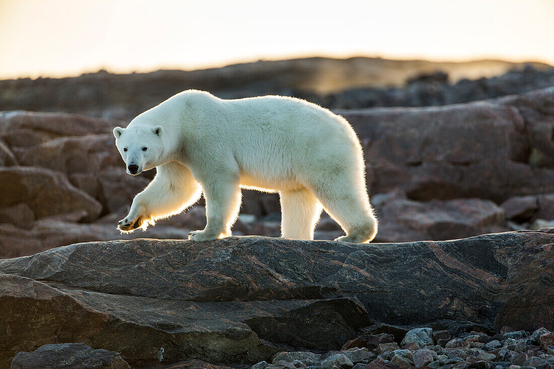 Canada, Nunavut Territory, Setting midnight sun lights Polar Bear (Ursus maritimus) walking along rocky shoreline by Hudson Bay