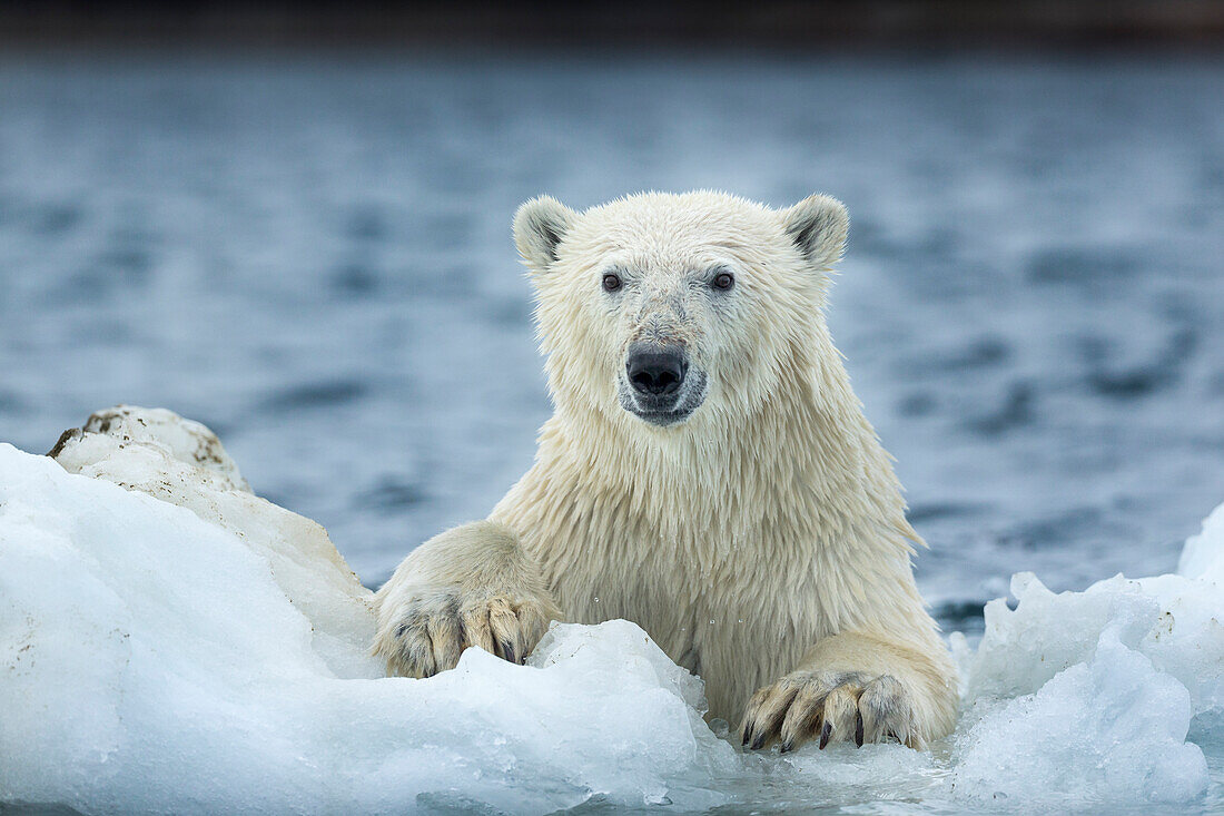 Canada, Nunavut Territory, Repulse Bay, Polar Bear (Ursus maritimus) climbing onto melting sea ice near Harbor Islands