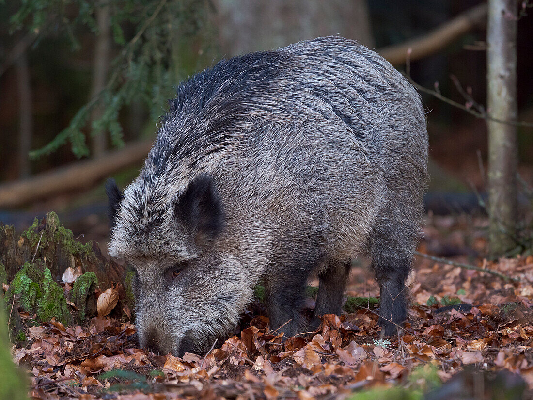 Wildschwein (eurasisches Wildschwein, Sus scrofa) im Winter im Hochwald. Nationalpark Bayerischer Wald. Deutschland, Bayern