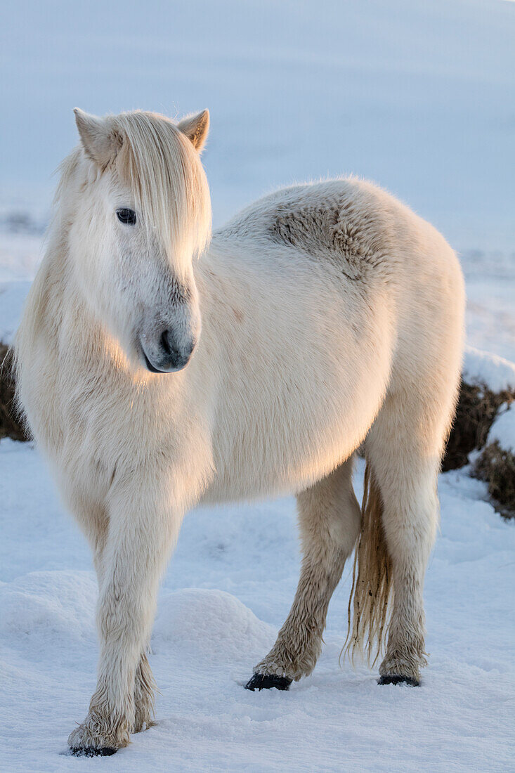 Icelandic horses in south Iceland