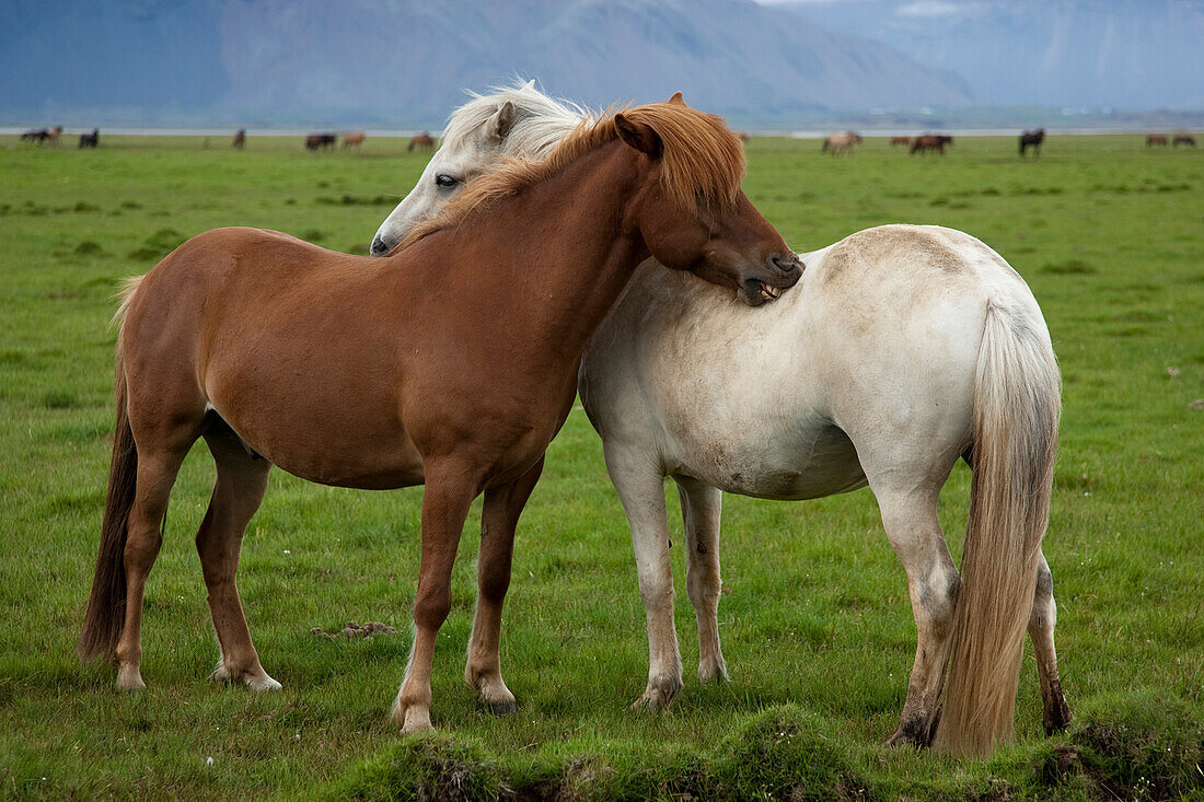 Iceland, Icelandic Horses
