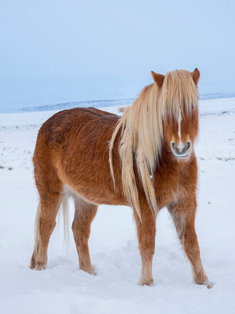 Icelandic horse in fresh snow. It is the traditional breed for Iceland and traces its origin back to the horses of the old Vikings.
