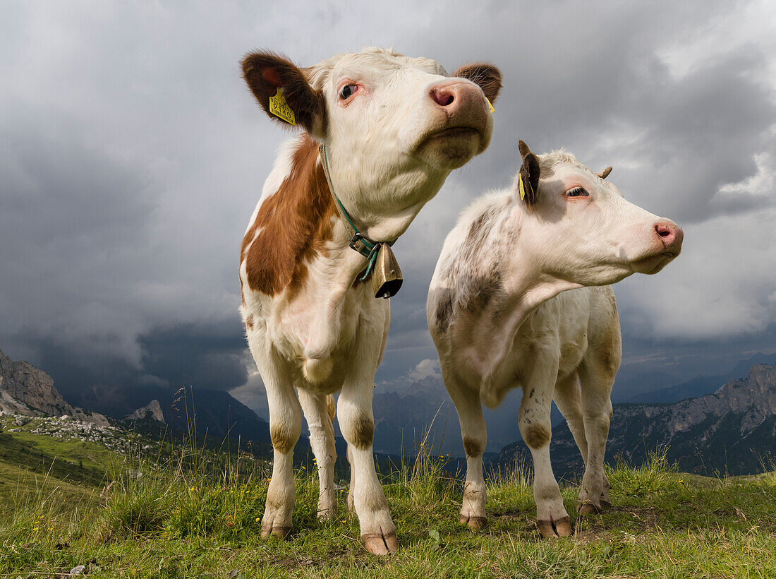 Cows on alpine pasture. Dolomites at Passo Giau. Italy