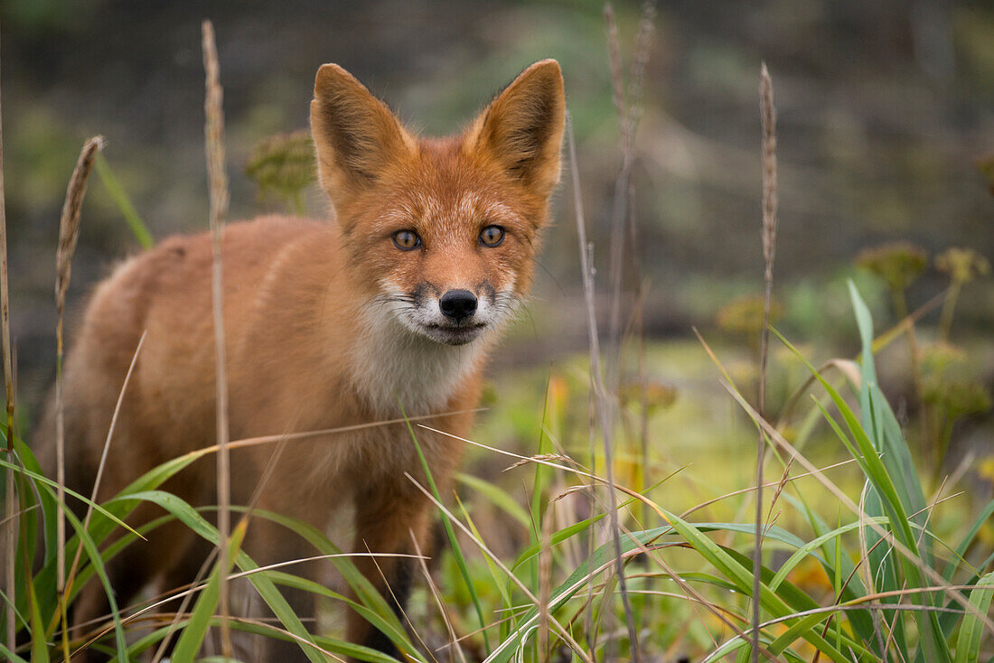Russia, Russian Far East, Kamchatka Peninsula, Kuril Islands, Atlasova Island. Wild red fox in tall summer grass.