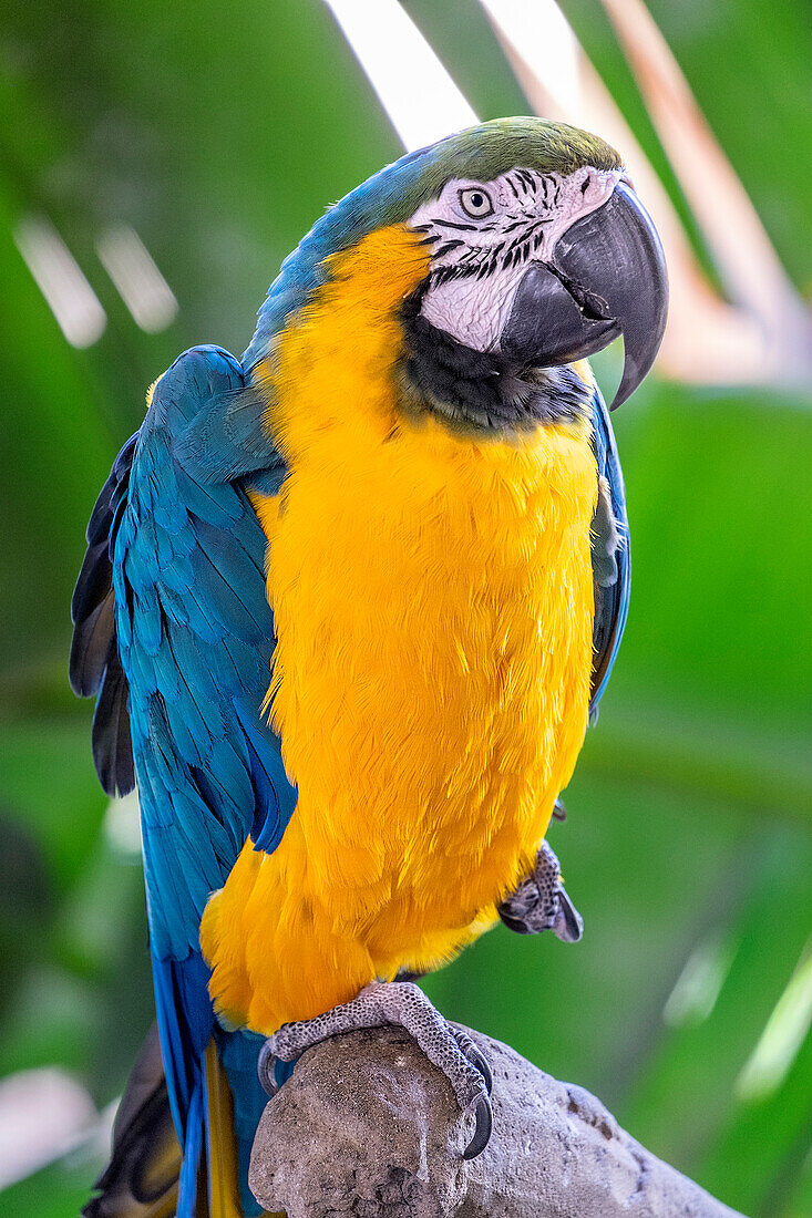 Blue-and-yellow Macaw