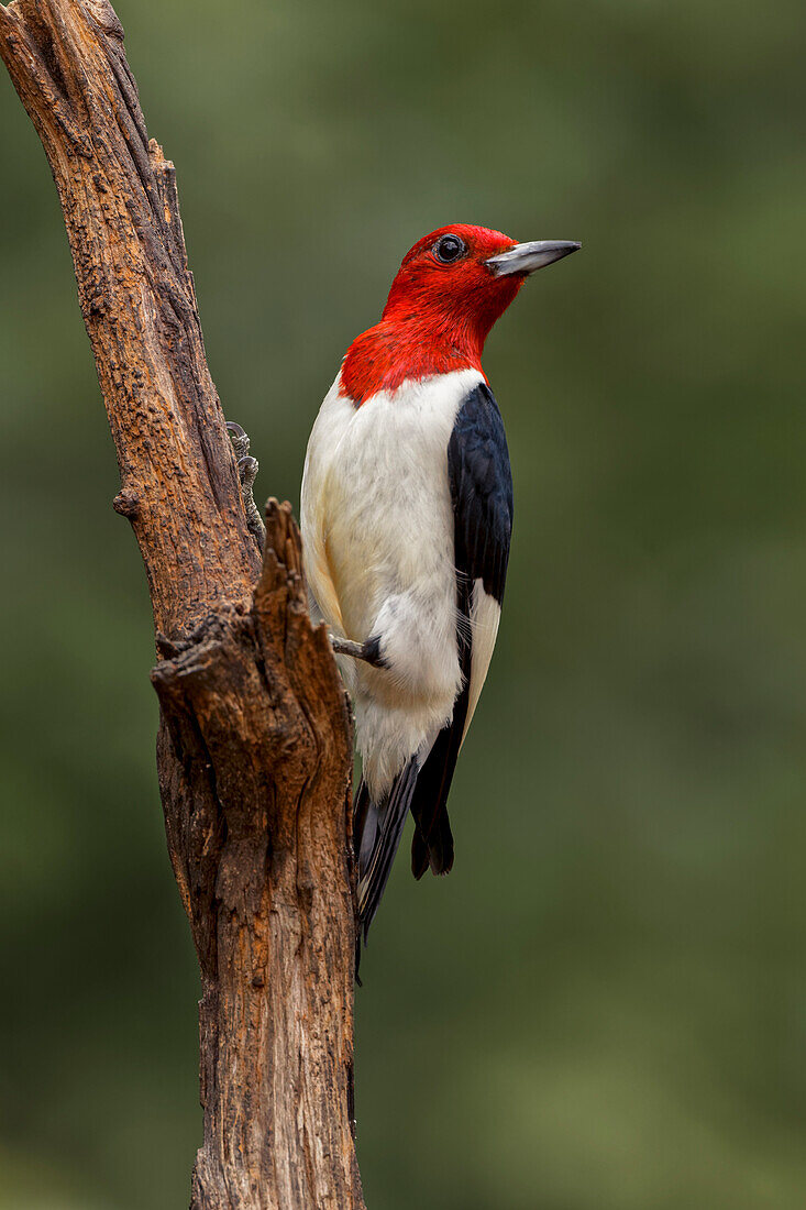 Red-bellied woodpecker