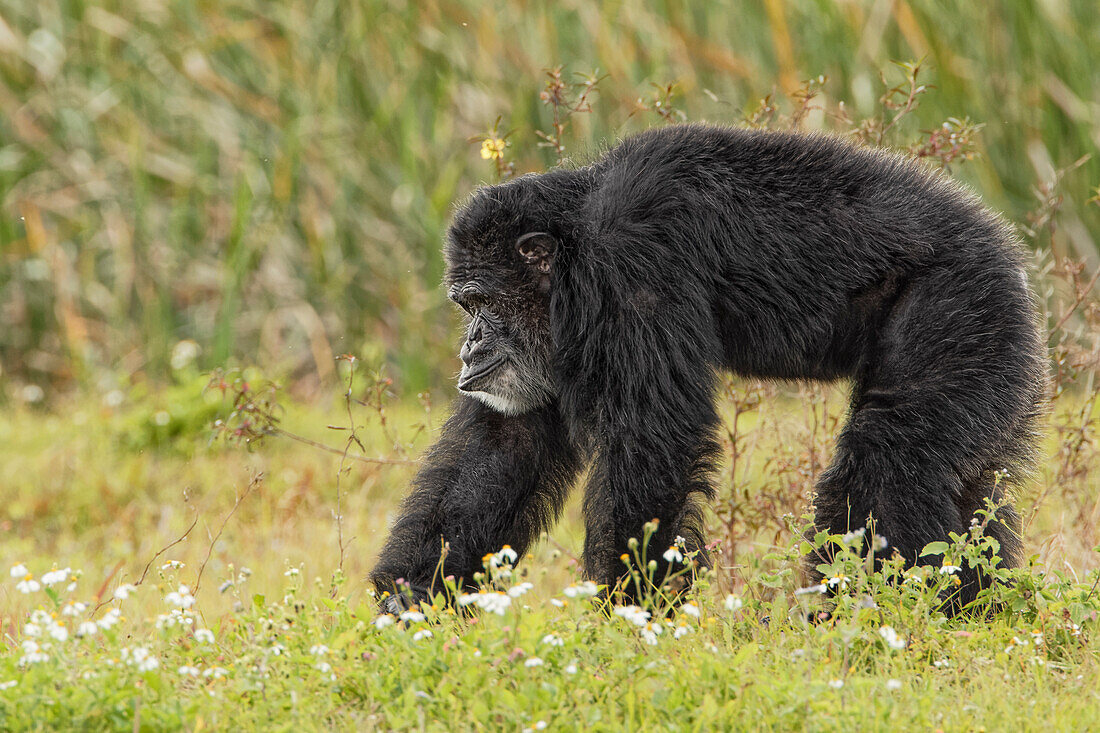 Erwachsener männlicher Schimpanse, Pan troglodytes