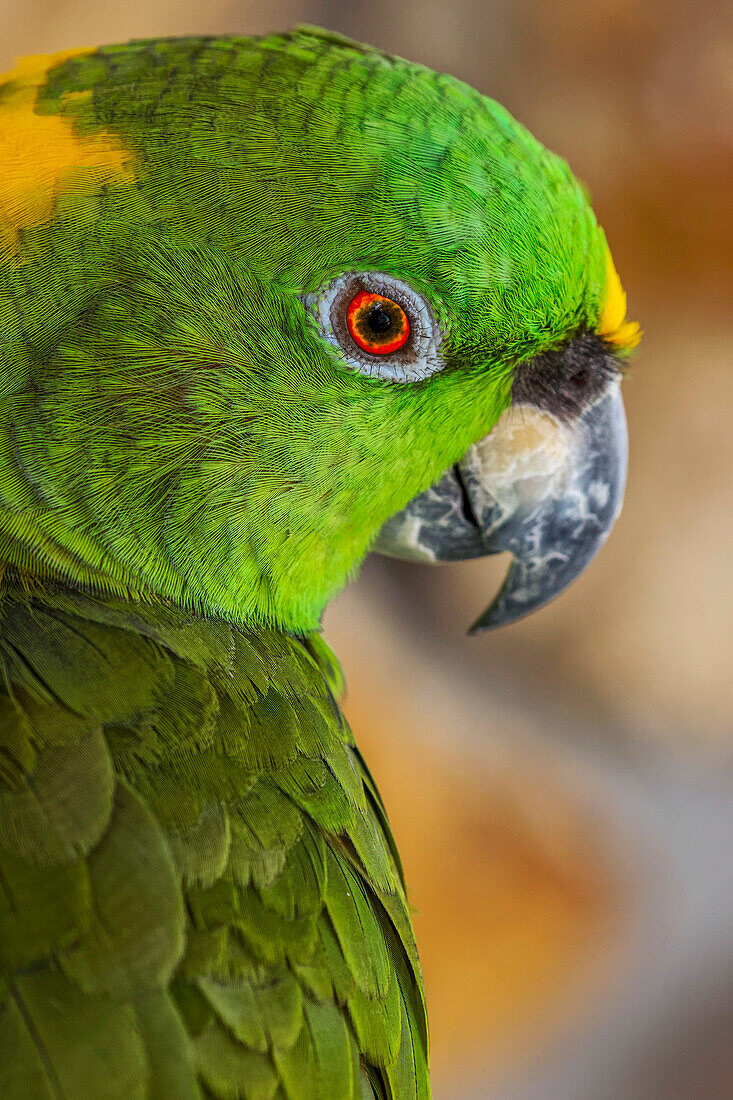 Yellow-napped Amazon parrot portrait.