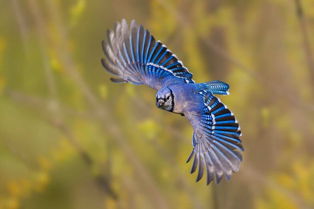 Blue Jay fliegt