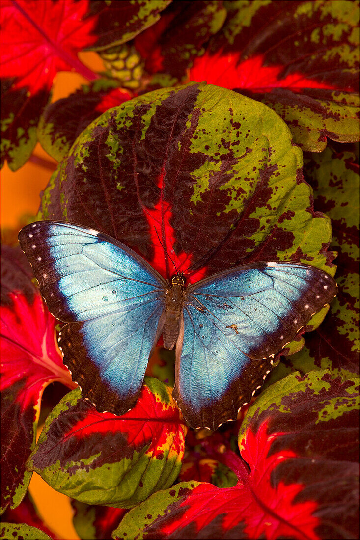 Blauer Morpho-Schmetterling, Morpho peleides, Flügel öffnen sich auf Coleus-Blättern