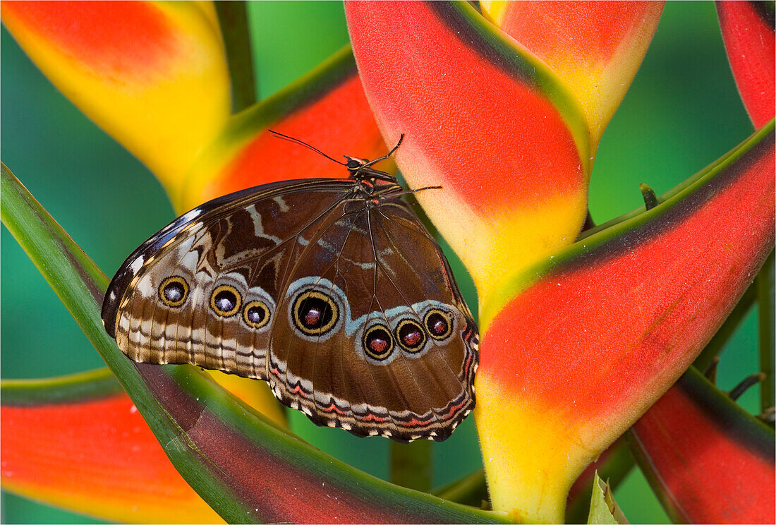 Blauer Morpho-Schmetterling, Morpho granadensis, sitzend auf tropischen Heliconia-Blumen