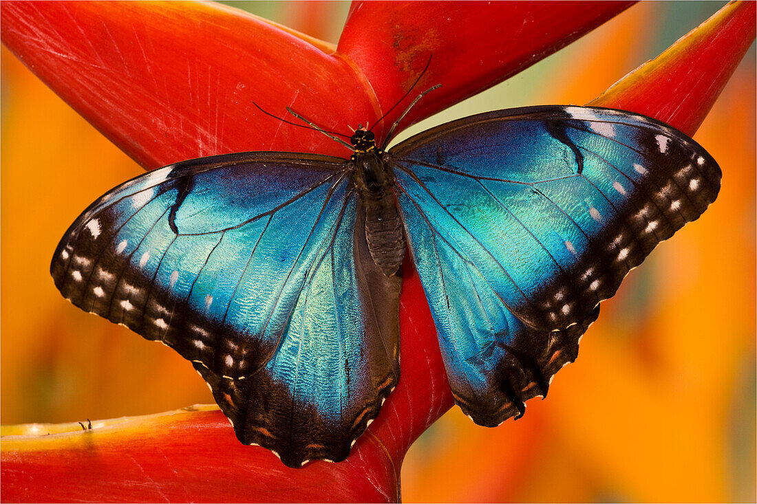 Blauer Morpho-Schmetterling, Morpho peleides, auf tropischer Blume Heliconia