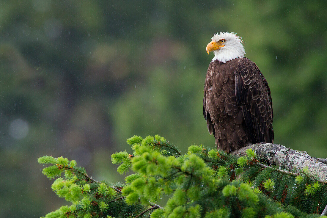 Bald Eagle in the rain