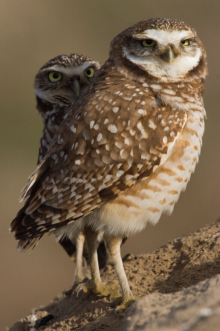 Burrowing Owl Pair