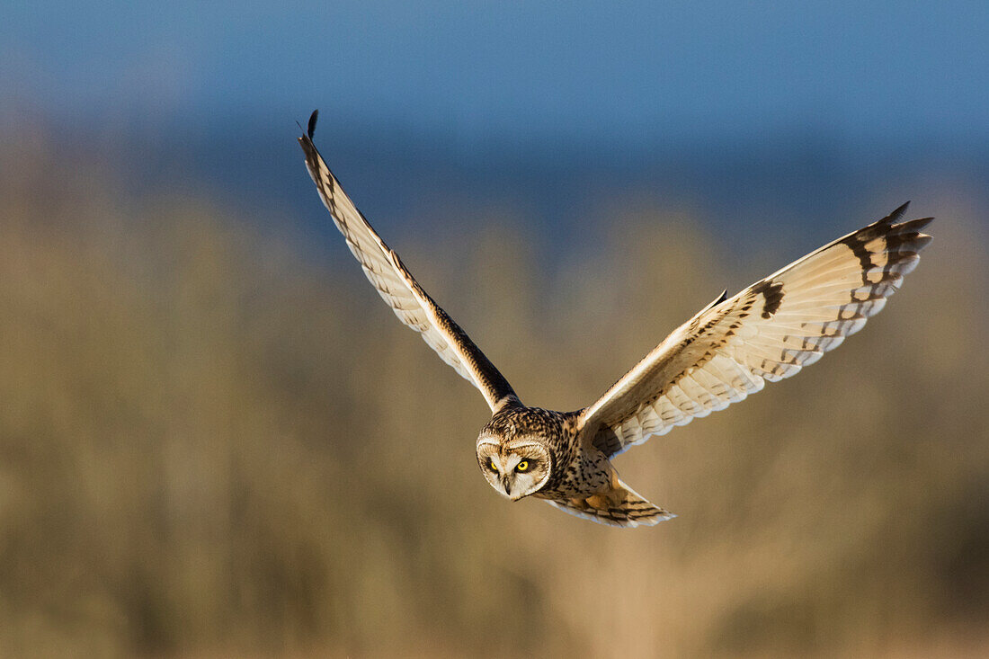 Short-eared owl hunting