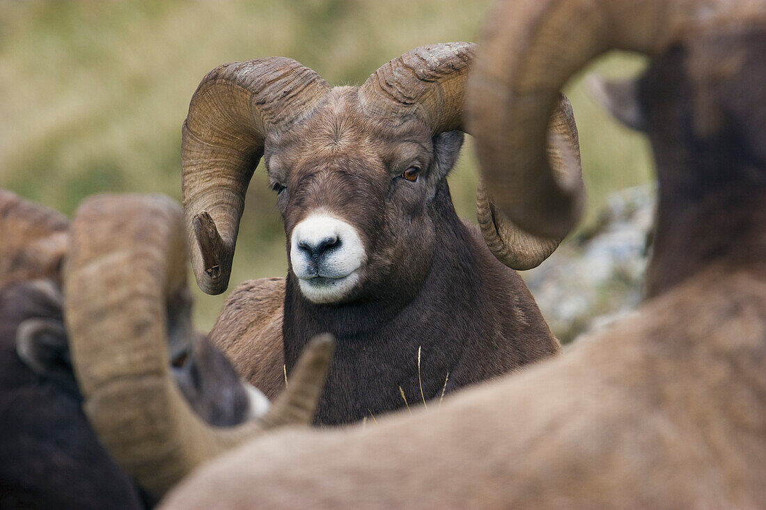 Bighorn sheep ram