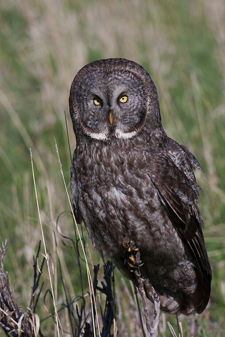 Great Gray Owl