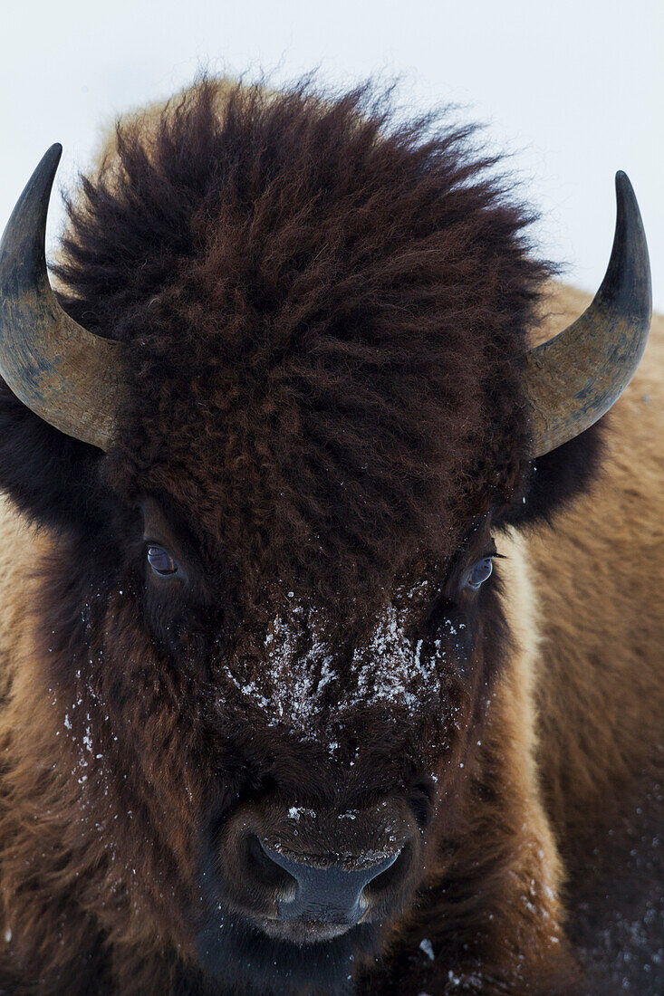 Stier Bison
