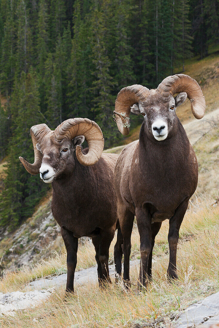 Rocky-Mountain-Dickhornschaf-Widder