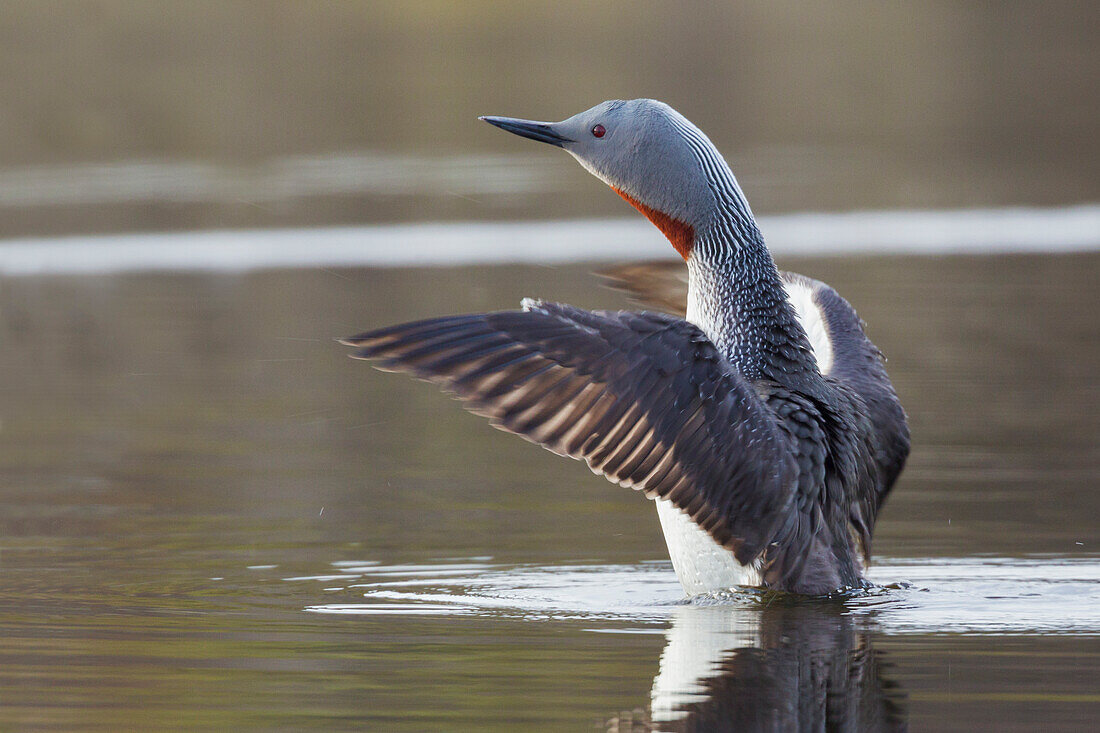 Red-throated Loon Trocknende Flügel