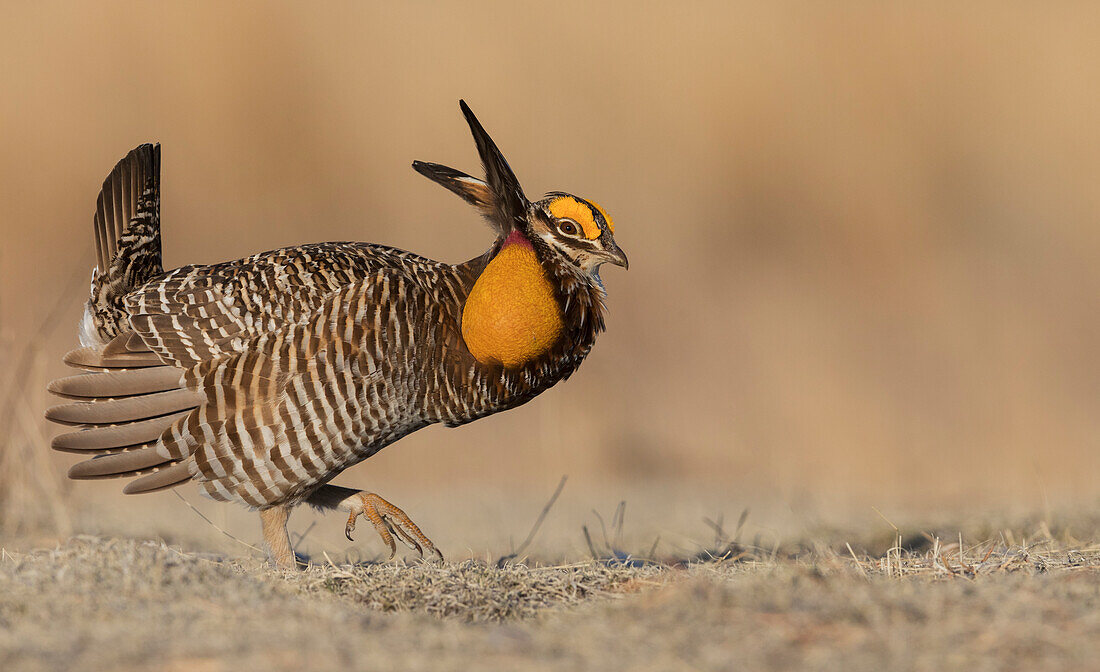 Greater prairie chicken, morning dance