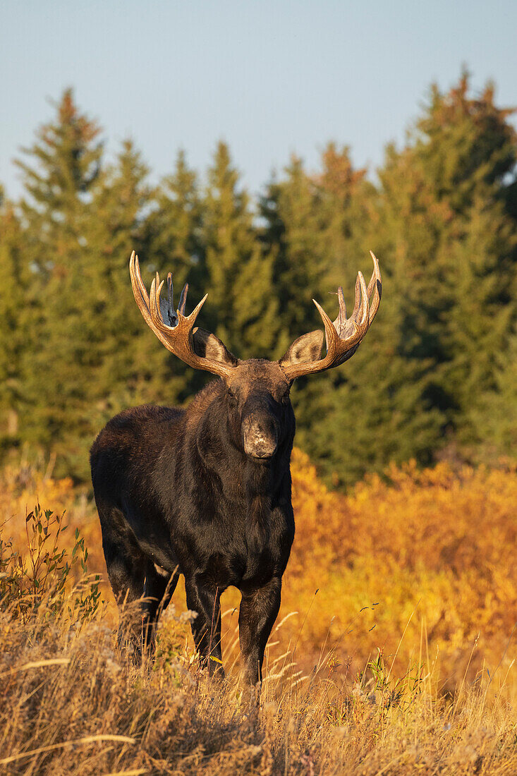 Shiras bull moose