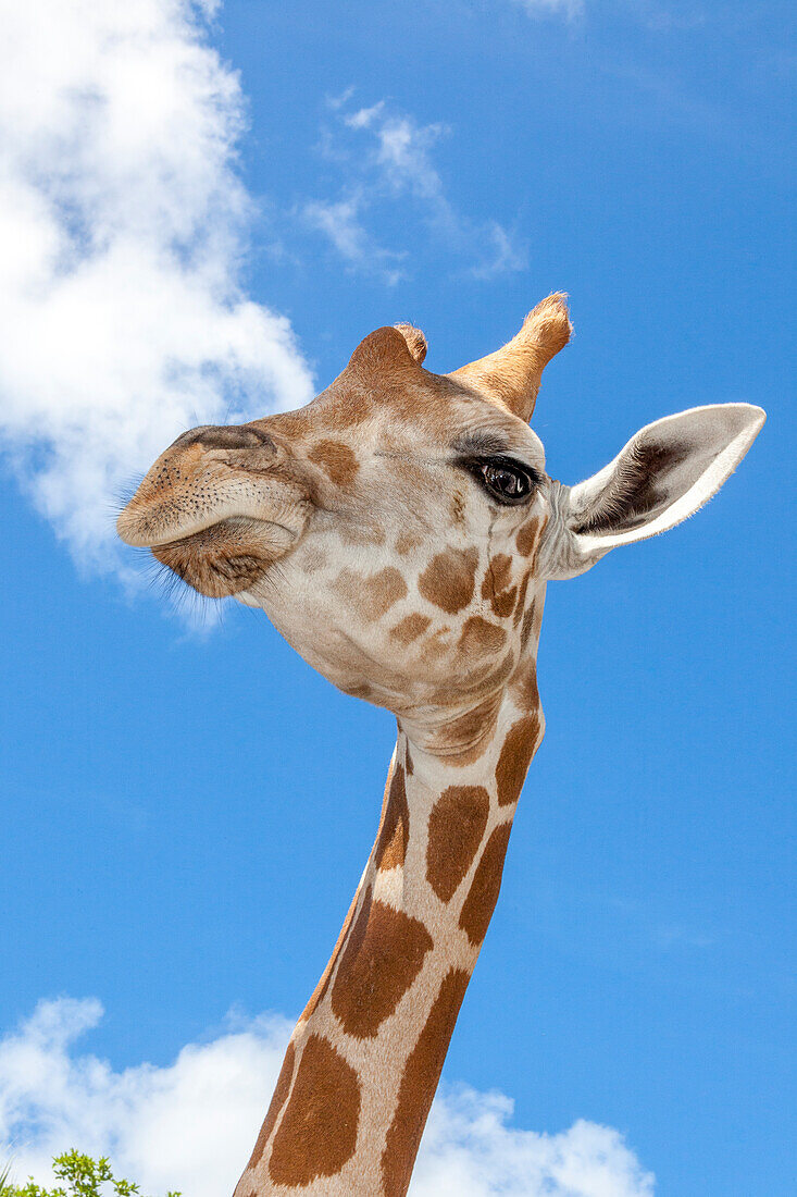 A reticulated giraffe's height gives it a downward glance.