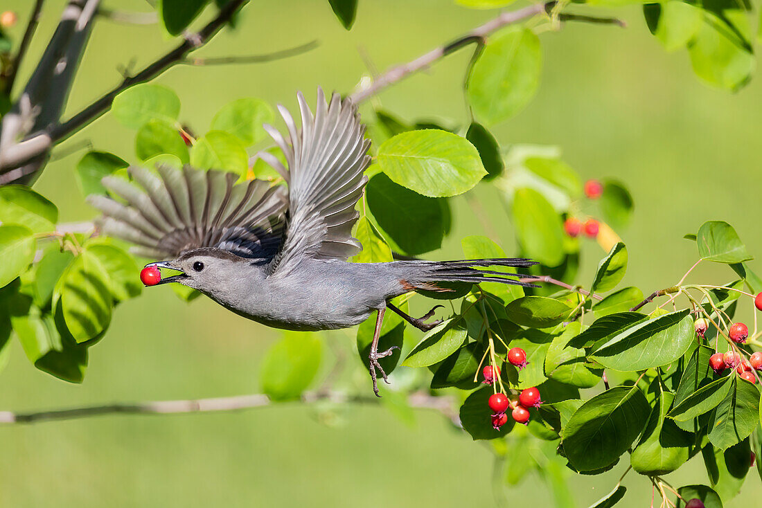 Gray catbird leaving serviceberry bush with berry, Marion County, Illinois.