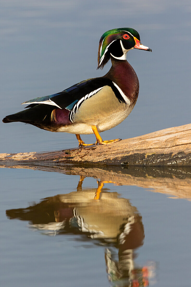 Wood duck male in wetland, Marion County, Illinois.