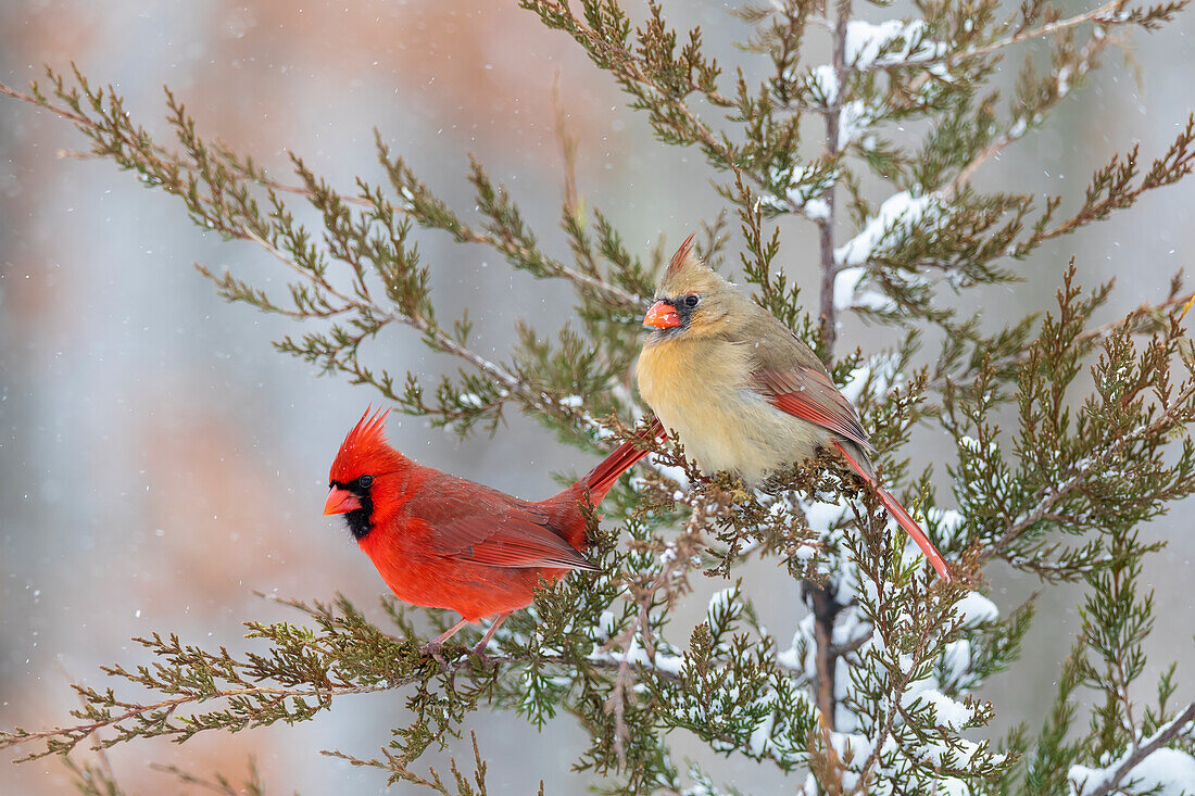 Northern cardinal male and female in red cedar tree in winter snow, Marion County, Illinois.