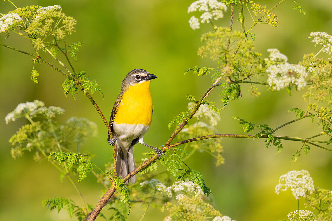 Yellow-breasted chat, Marion County, Illinois.