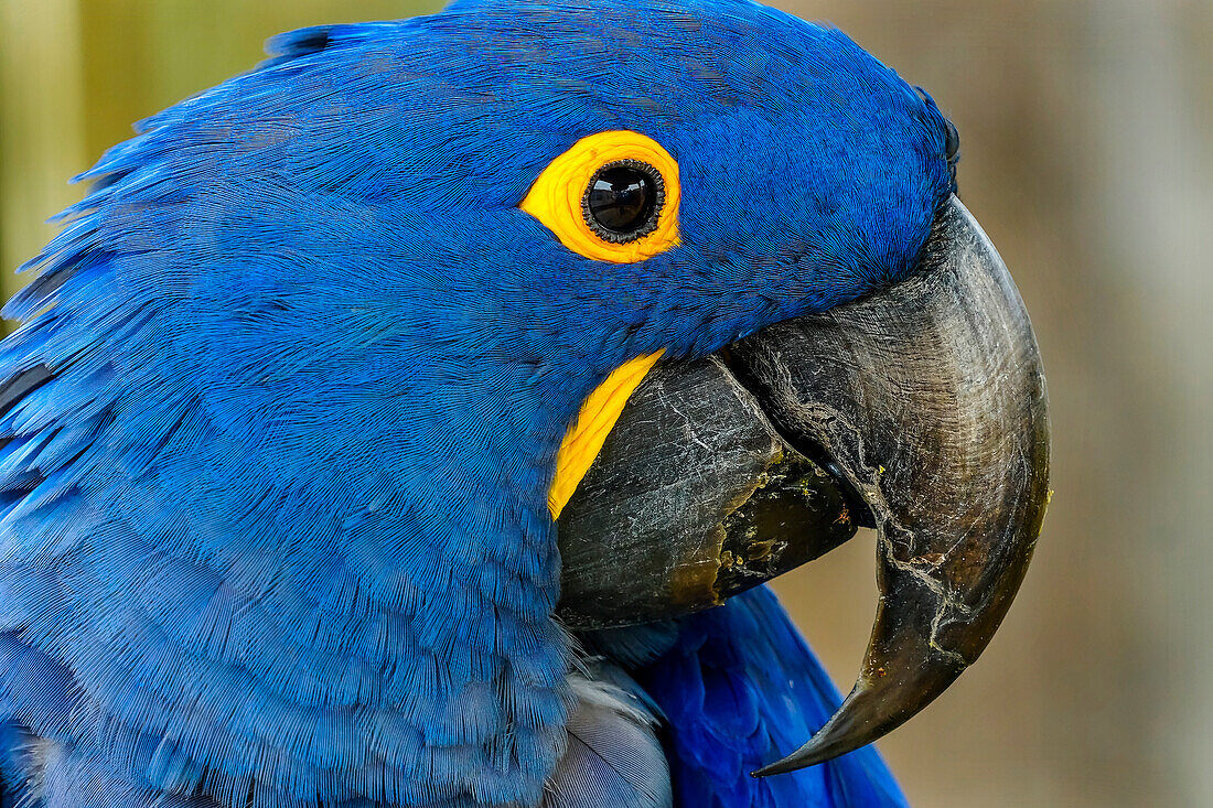 Blue Hyacinth Macaw, Anodorhynchus hyacinthinus.