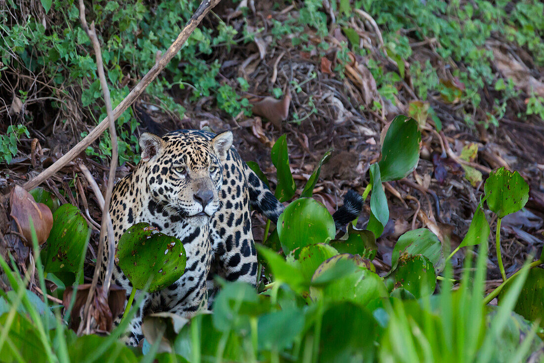 Brazil, Mato Grosso, The Pantanal, Rio Cuiaba, jaguar, (Panthera onca). Jaguar hunting in water hyacinth.