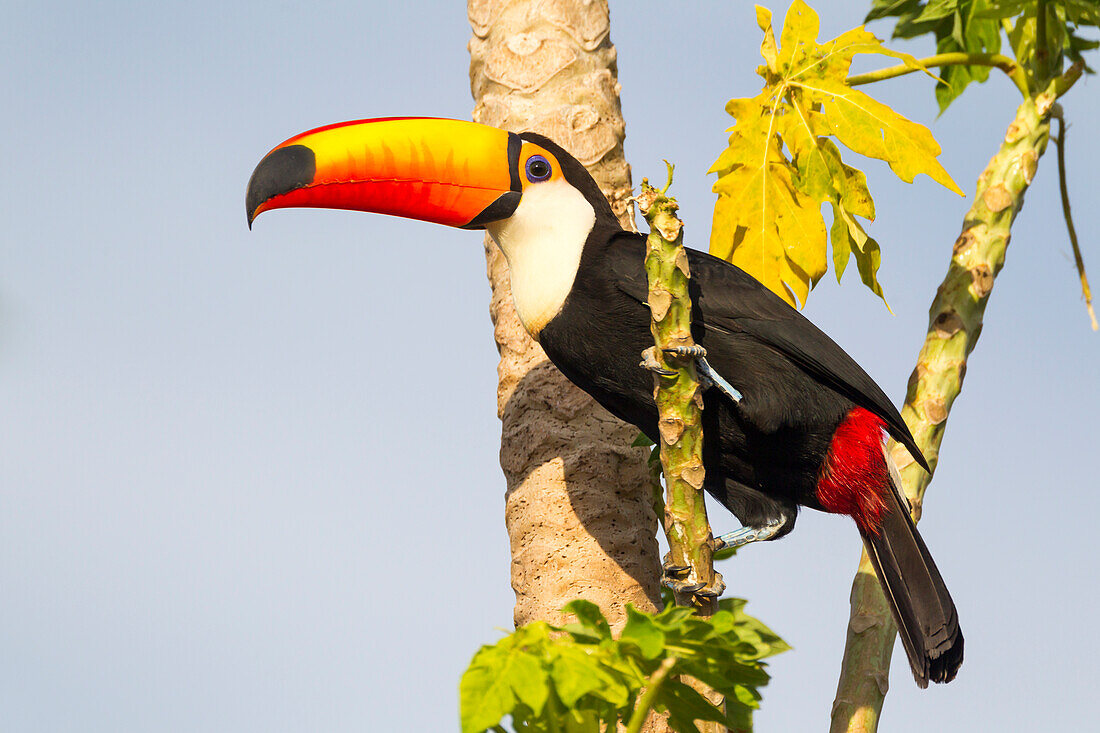 Brazil, Mato Grosso, The Pantanal, toco toucan, (Ramphastos toco), papaya tree, (Carica papaya). A toco toucan in a papaya tree.