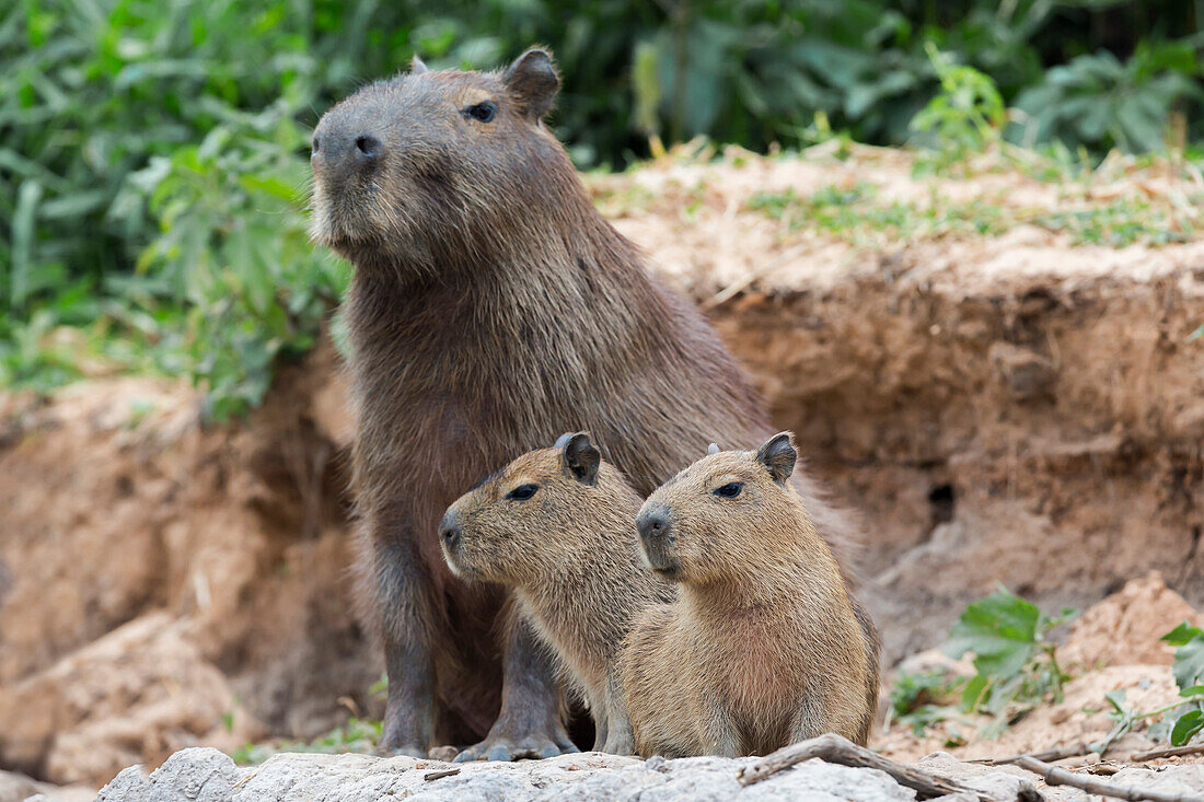 Brazil, Mato Grosso, The Pantanal, capybara, (Hydrochaeris hydrochaeris). Capybara with its young on the river bank.