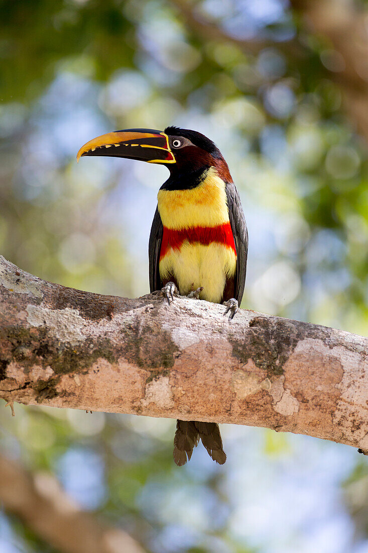 Brazil, Mato Grosso, The Pantanal, chestnut-eared Aracari, (Pteroglossus castanotis). Chestnut-eared Aracari in a tree.