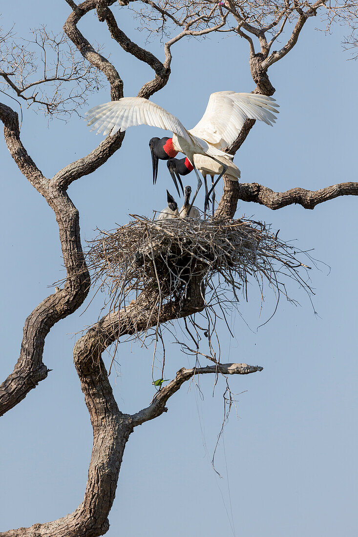 Brazil, Mato Grosso, The Pantanal, jabiru, (Jabiru Mycteria). Jabiru mates at the nest in a large tree.