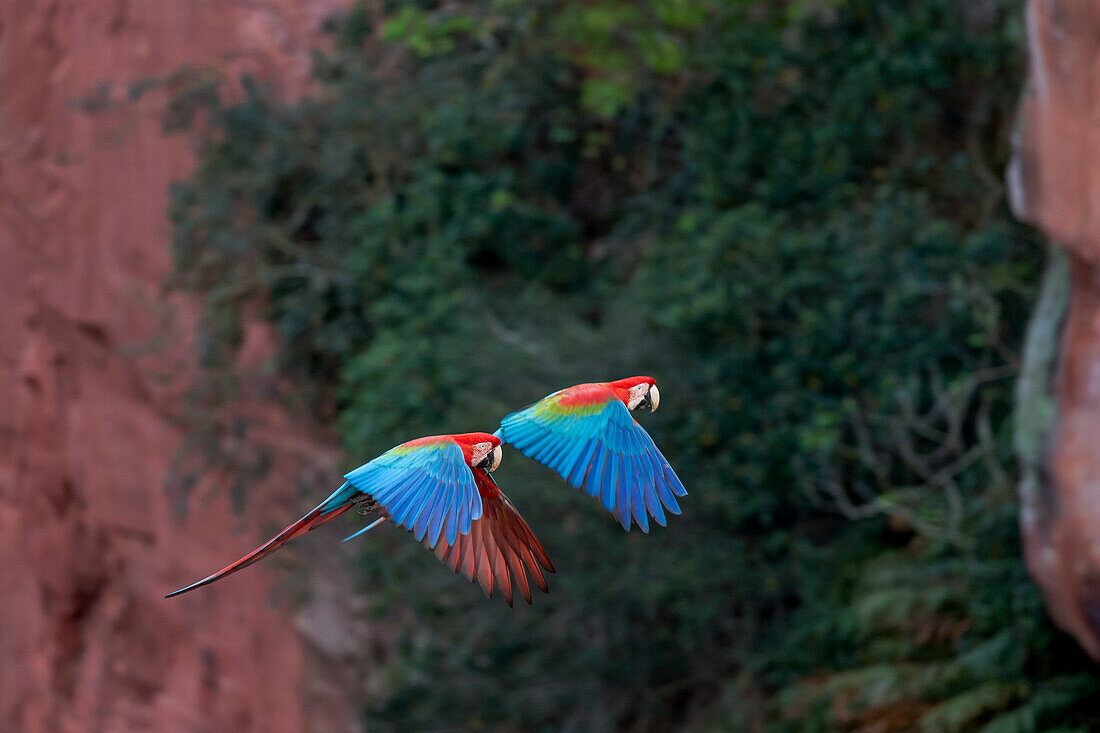 Brazil, Mato Grosso do Sul, Jardim, Sinkhole of the Macaws. A pair of red-and-green macaws flying in the shade against the sandstone cliff.