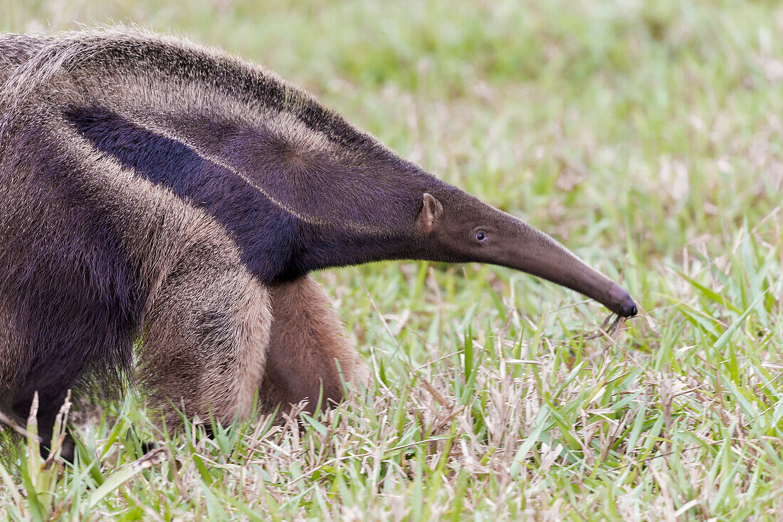 Brazil, Mato Grosso do Sul, near Bonito, giant anteater, Myrmecophaga tridactyl.