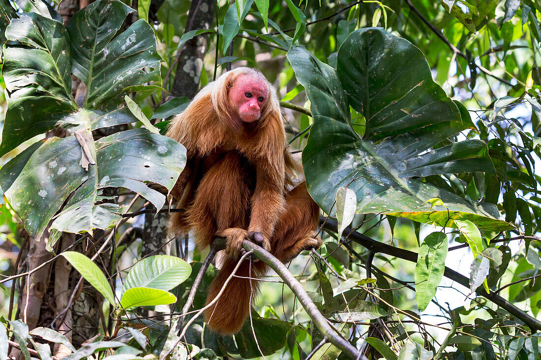 Brasilien, Amazonas, Manaus, Amazon EcoPark Jungle Lodge, kahle Uakari-Affe, Cacajao calvus. Porträt eines kahlen Uakari-Affen in den Bäumen.