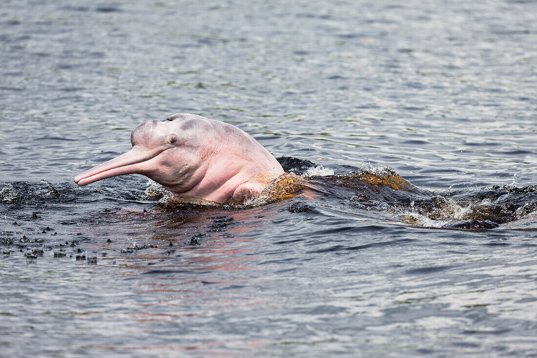Brasilien, Amazonas, Manaus, Rio Negro, Rosa Flussdelfin, Inia geoffrensis. Porträt eines rosafarbenen Flussdelfins mit Kopf aus dem Wasser.