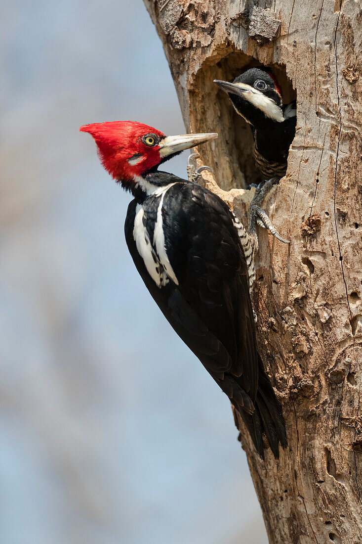 Brazil, The Pantanal, crimson-crested woodpecker, Campephilus melanoleucus. Male crimson-crested woodpecker at the nest hole with its young looking out.