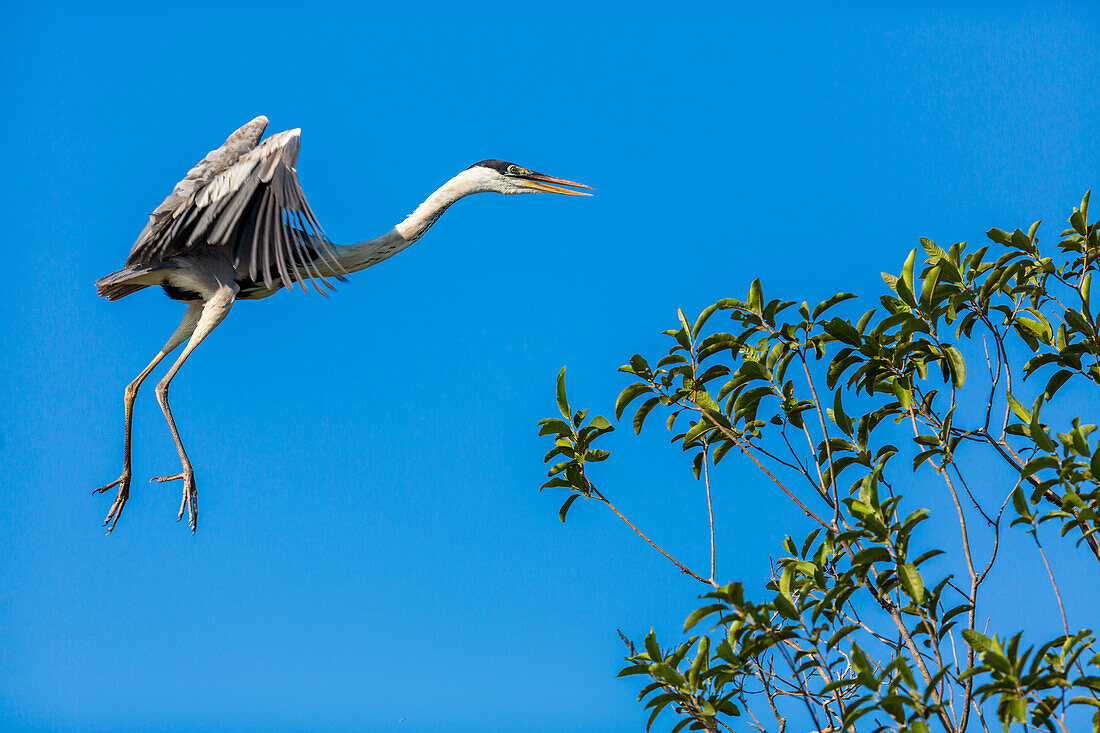 Great Blue Heron bereitet sich darauf vor, auf einem Baum über dem brasilianischen Pantanal mit blauem Himmel im Hintergrund zu landen