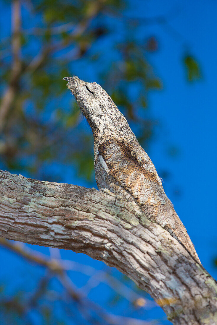 Brasilien. Potoo (Nyctibius Griseus) ist gut getarnt, während er auf einem Ast im Pantanal ruht, dem größten tropischen Feuchtgebiet der Welt, UNESCO-Weltkulturerbe.