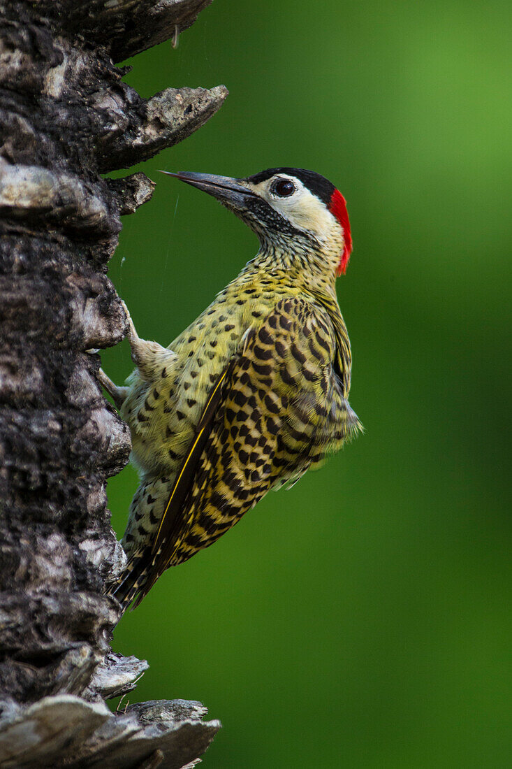 Brazil. A green-barred woodpecker (Colaptes melanochloros) in the Pantanal, the world's largest tropical wetland area, UNESCO World Heritage Site.