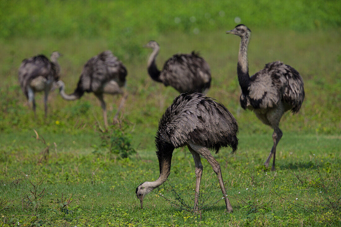 Brasilien. Ein Schwarm Nandus (Rhea Americana), große Vögel, die mit dem Strauß verwandt sind, im Pantanal, dem größten tropischen Feuchtgebiet der Welt, UNESCO-Weltkulturerbe.