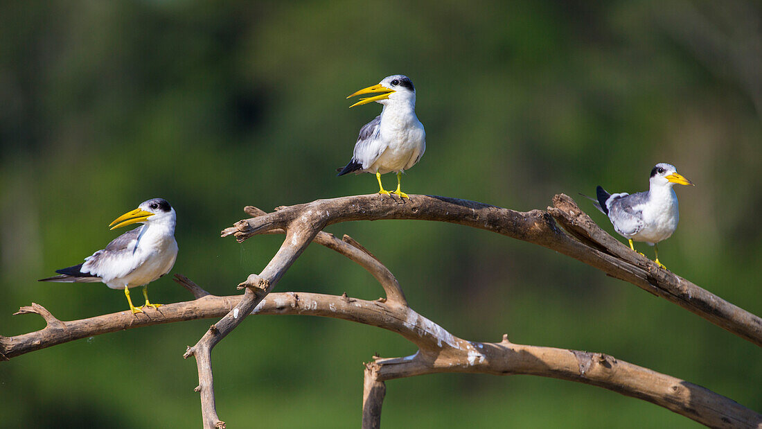 Brasilien. Eine Gruppe von Großschnabelseeschwalben (Phaetusa simplex) sitzt am Ufer eines Flusses im Pantanal, dem größten tropischen Feuchtgebiet der Welt, UNESCO-Weltkulturerbe.