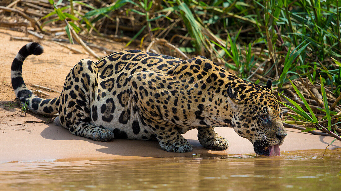 Brasilien. Ein Jaguar (Panthera onca), ein Spitzenprädator, trinkt am Ufer eines Flusses im Pantanal, dem größten tropischen Feuchtgebiet der Welt, UNESCO-Weltkulturerbe.